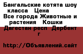 Бангальские котята шоу класса › Цена ­ 25 000 - Все города Животные и растения » Кошки   . Дагестан респ.,Дербент г.